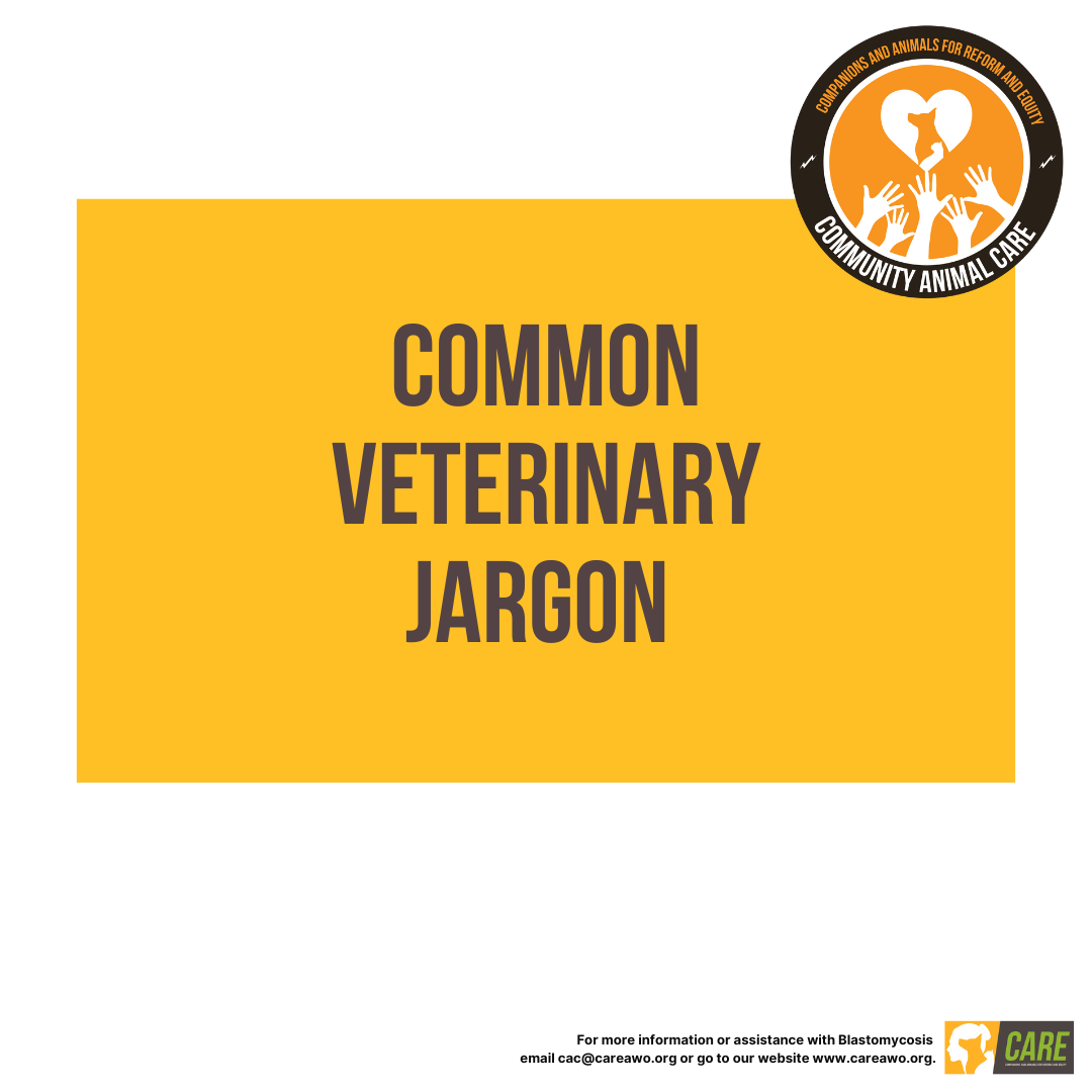 Veterinary Jargon Educational Handout