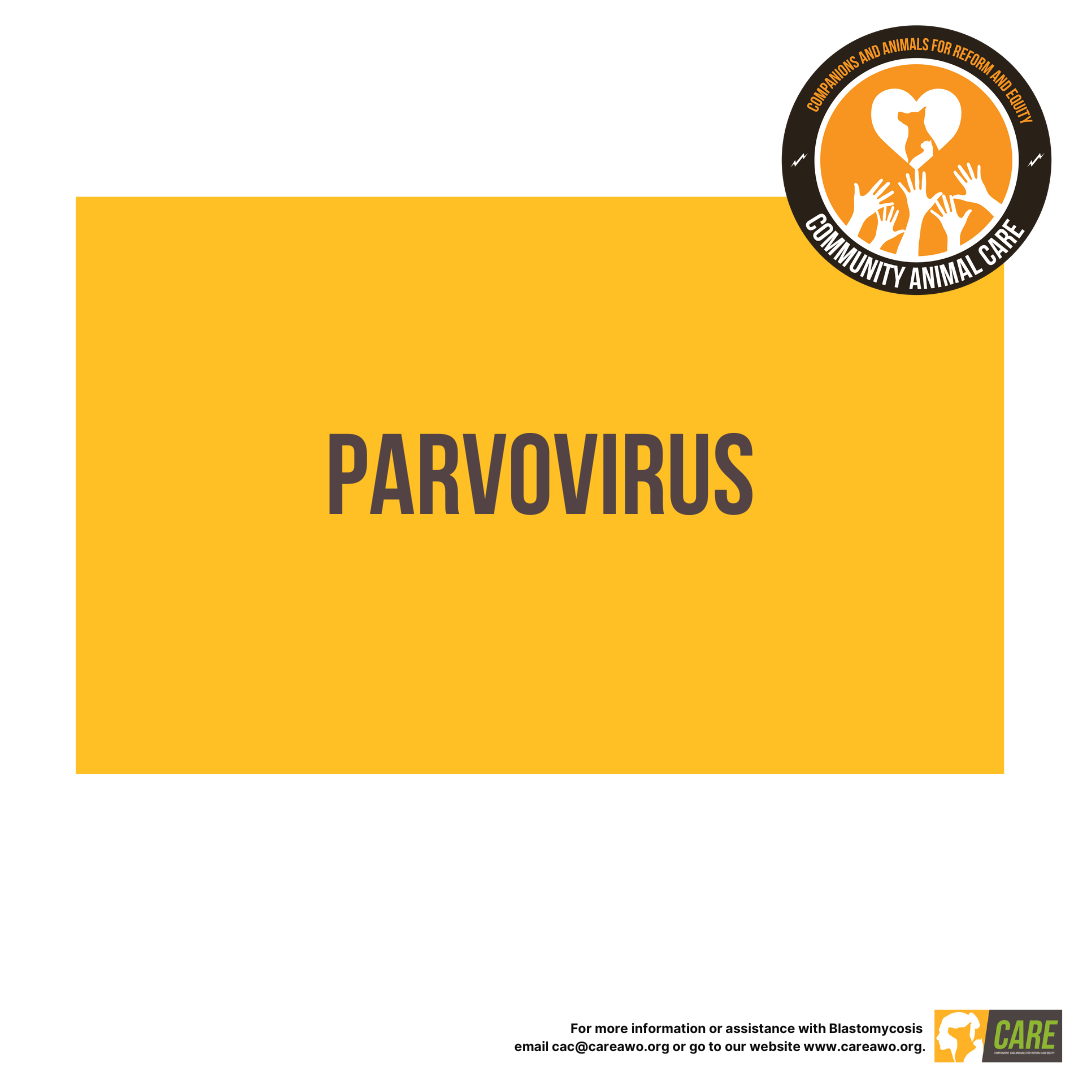 Parvovirus Educational Handout