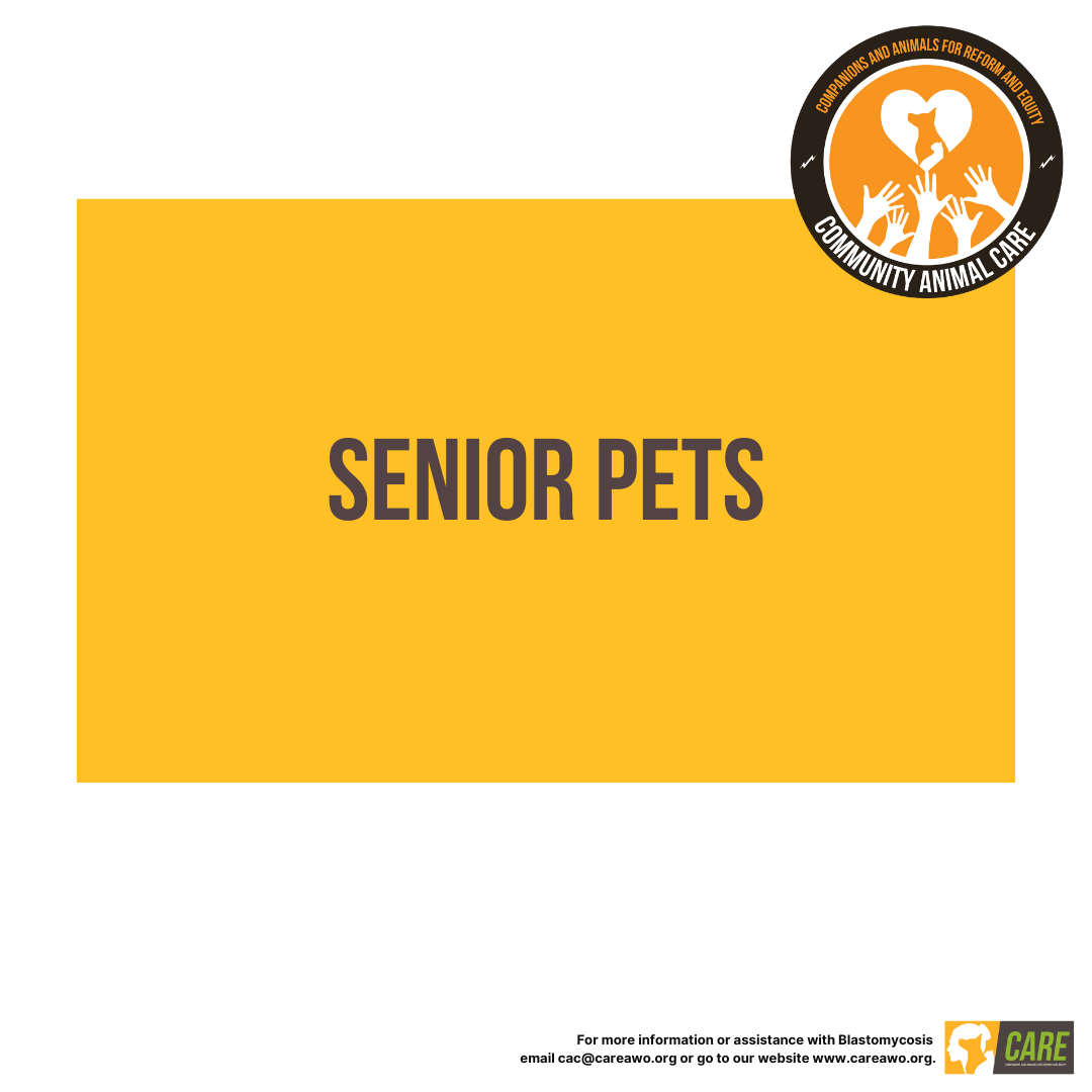 Senior Pets Educational Handout